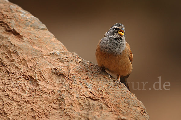 Hausammer (Emberiza striolata)