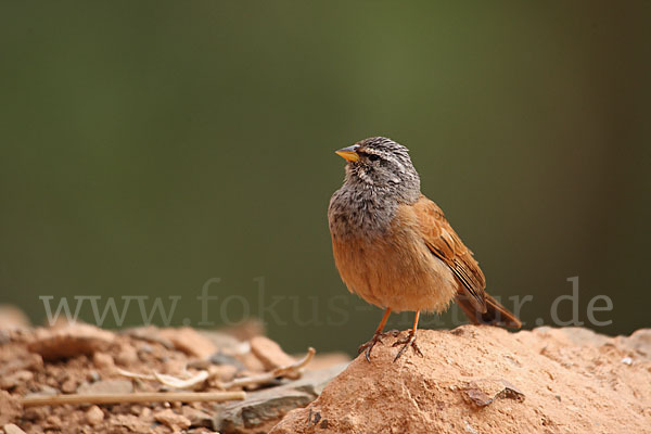 Hausammer (Emberiza striolata)