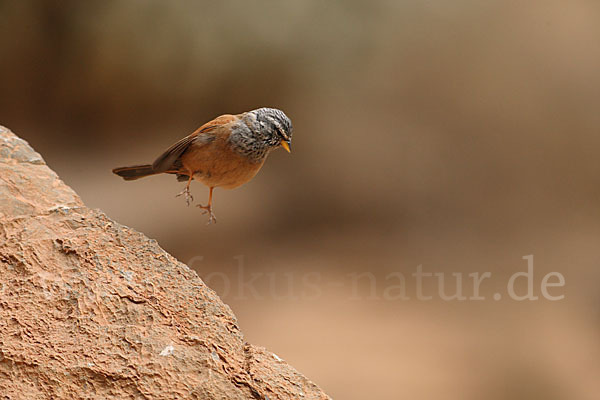 Hausammer (Emberiza striolata)