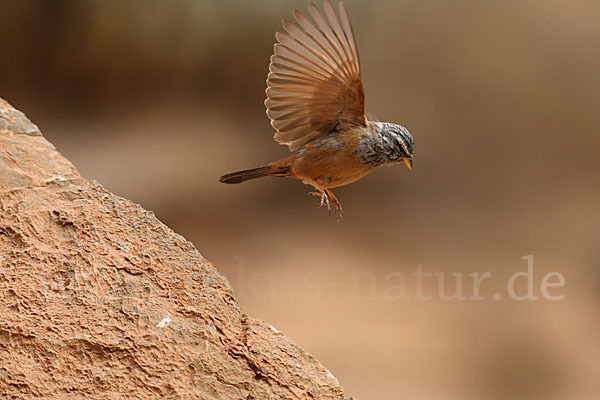 Hausammer (Emberiza striolata)