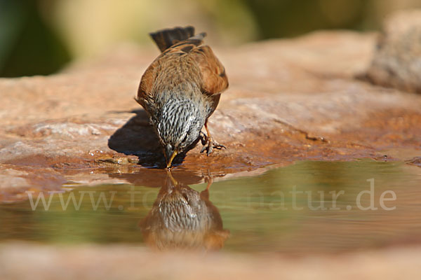 Hausammer (Emberiza striolata)