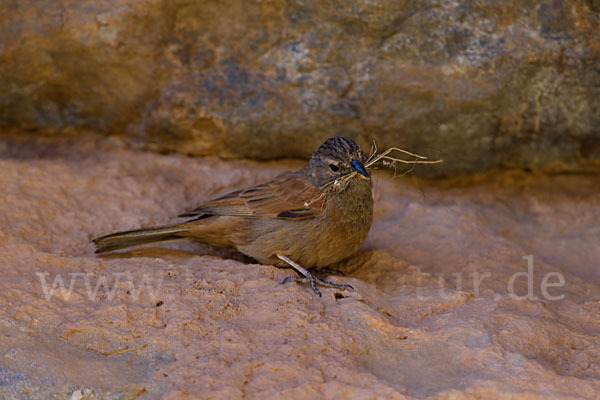 Hausammer (Emberiza striolata)