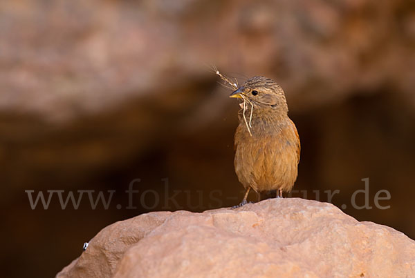 Hausammer (Emberiza striolata)