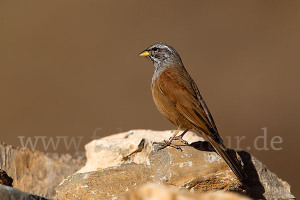 Hausammer (Emberiza striolata)