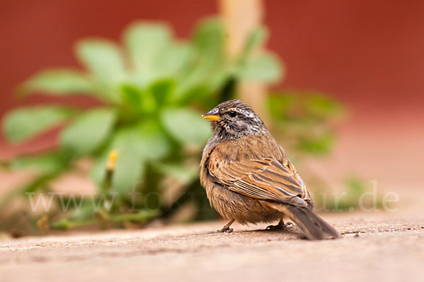 Hausammer (Emberiza striolata)