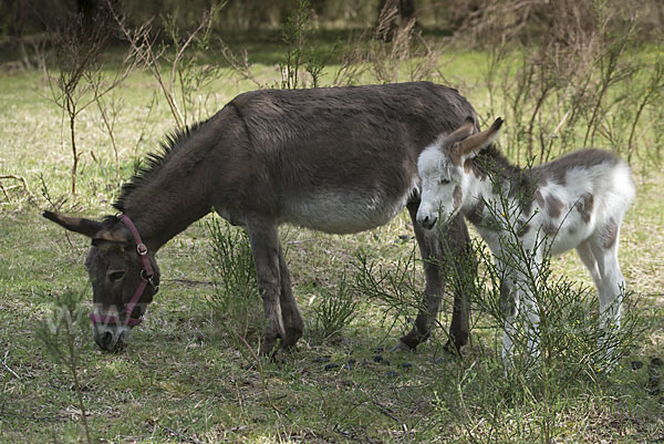 Hausesel (Equus asinus)