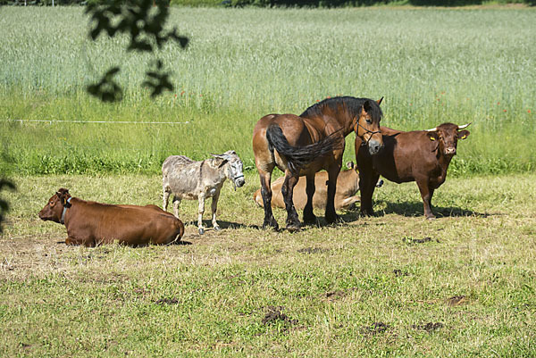 Hausesel (Equus asinus)