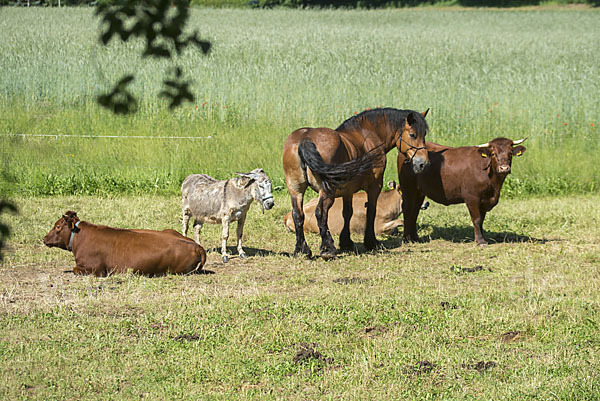 Hausesel (Equus asinus)