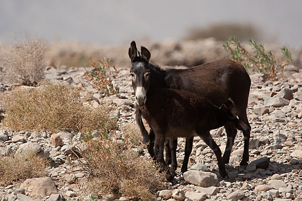 Hausesel (Equus asinus)