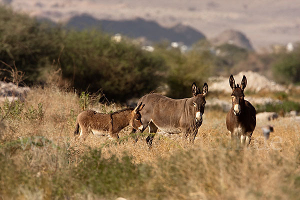 Hausesel (Equus asinus)