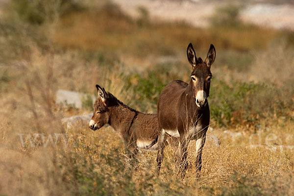 Hausesel (Equus asinus)