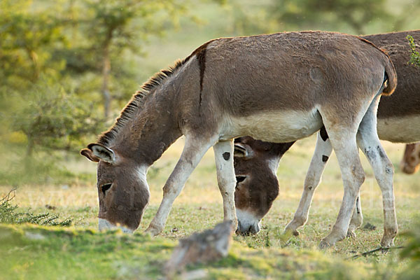 Hausesel (Equus asinus)