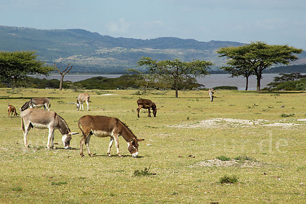 Hausesel (Equus asinus)