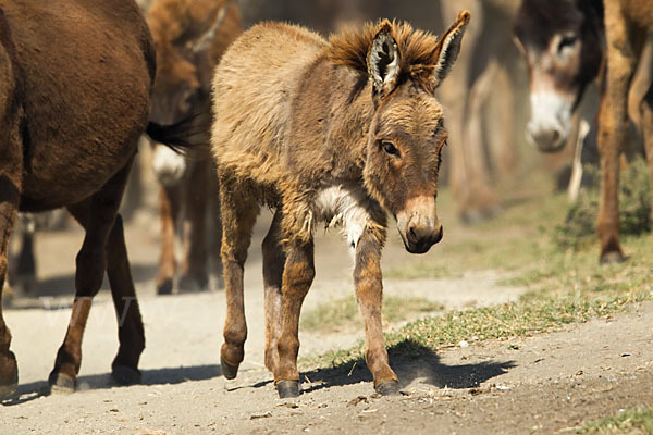 Hausesel (Equus asinus)