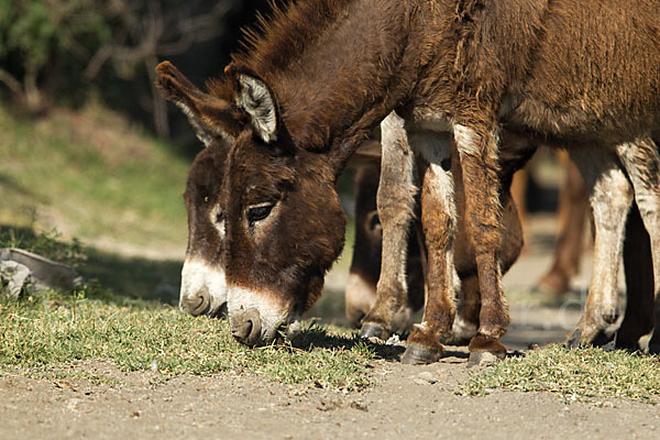 Hausesel (Equus asinus)