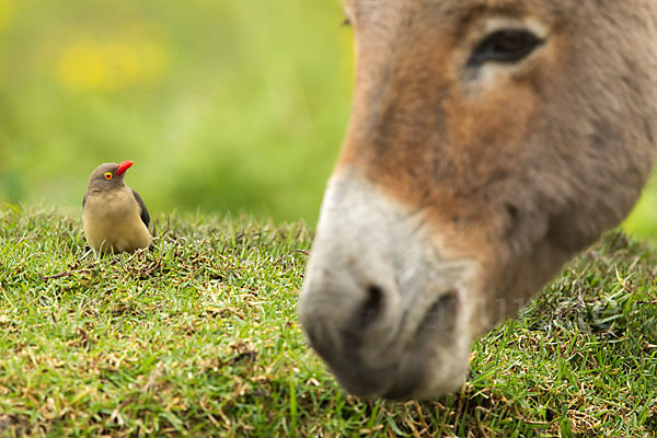 Hausesel (Equus asinus)