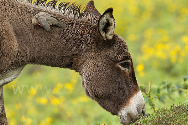 Hausesel (Equus asinus)