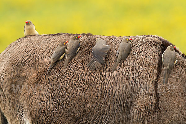 Hausesel (Equus asinus)