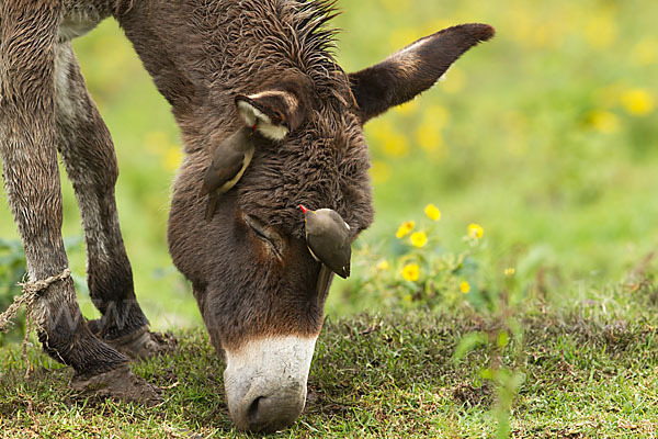 Hausesel (Equus asinus)