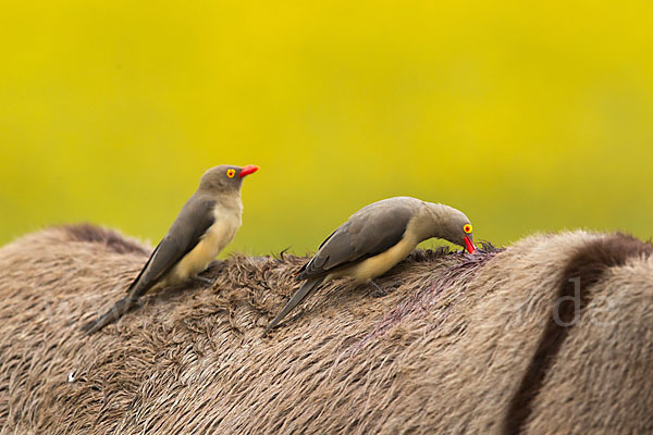 Hausesel (Equus asinus)