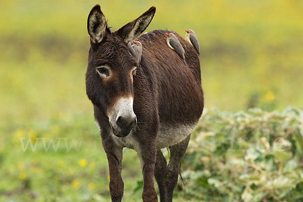 Hausesel (Equus asinus)