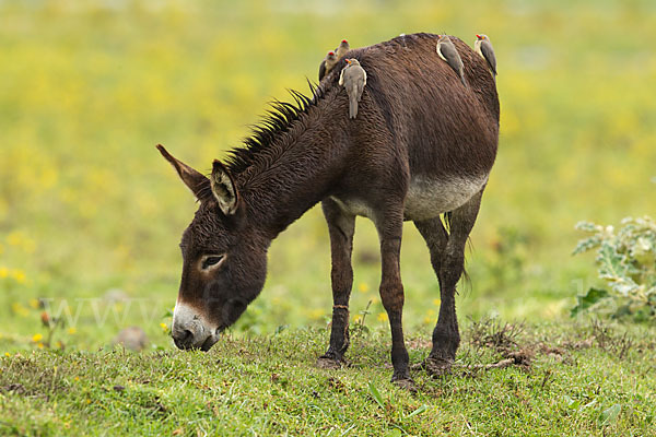 Hausesel (Equus asinus)