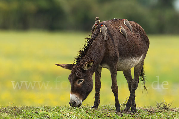 Hausesel (Equus asinus)