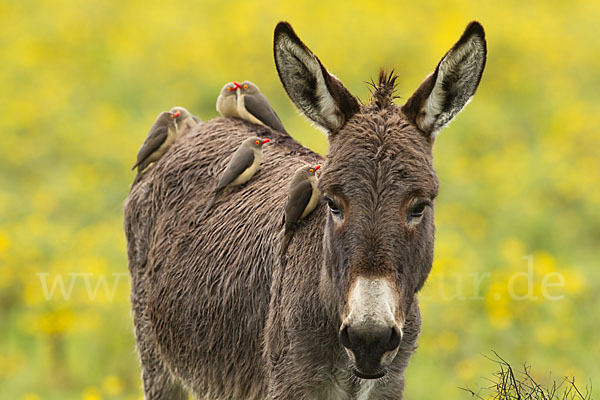 Hausesel (Equus asinus)