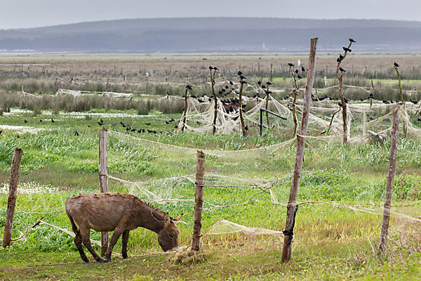 Hausesel (Equus asinus)