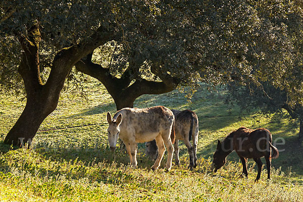 Hausesel (Equus asinus)