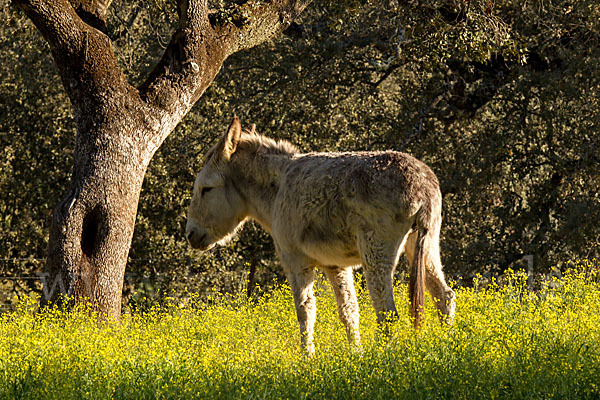 Hausesel (Equus asinus)