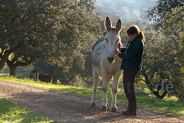 Hausesel (Equus asinus)