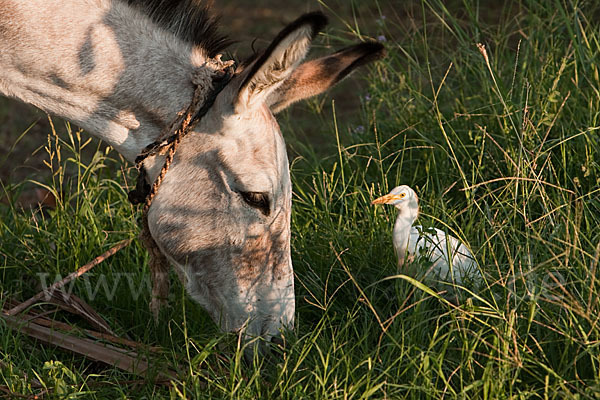 Hausesel (Equus asinus)