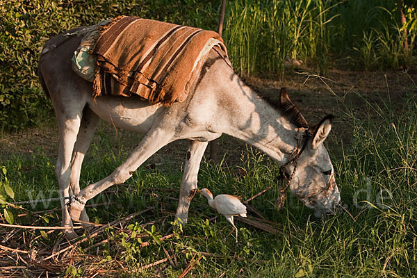 Hausesel (Equus asinus)