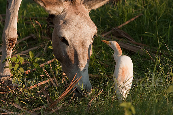 Hausesel (Equus asinus)