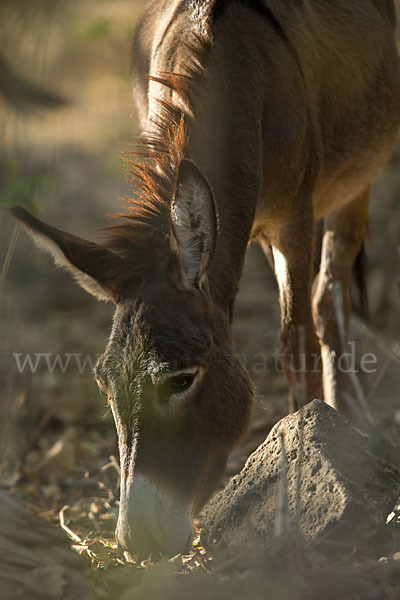 Hausesel (Equus asinus)