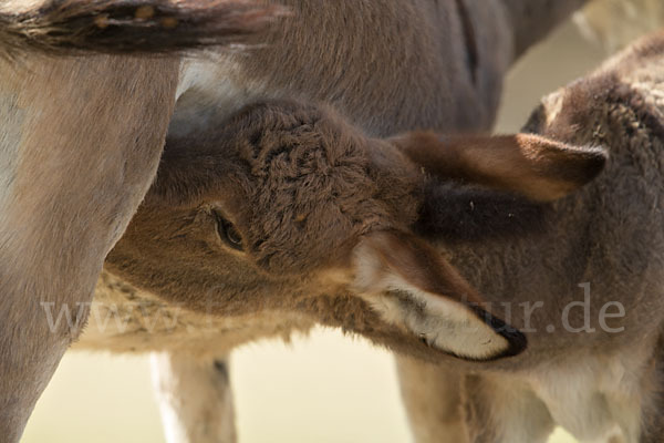 Hausesel (Equus asinus)