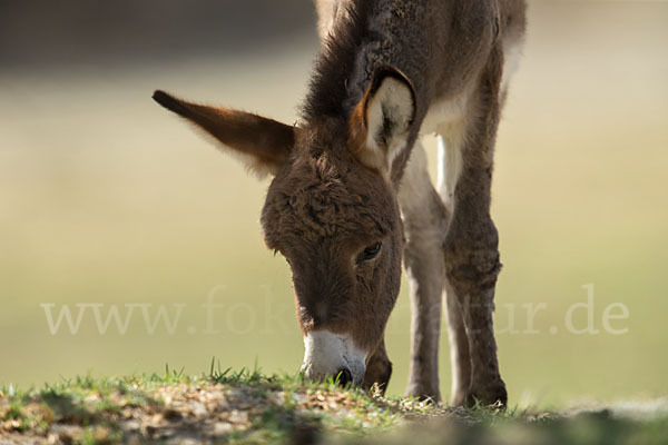 Hausesel (Equus asinus)