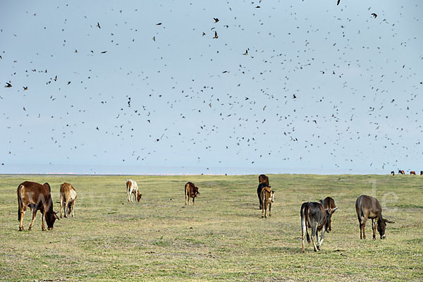 Hausesel (Equus asinus)