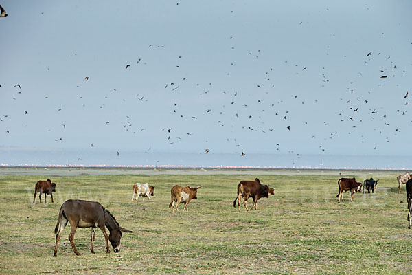 Hausesel (Equus asinus)