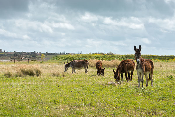 Hausesel (Equus asinus)