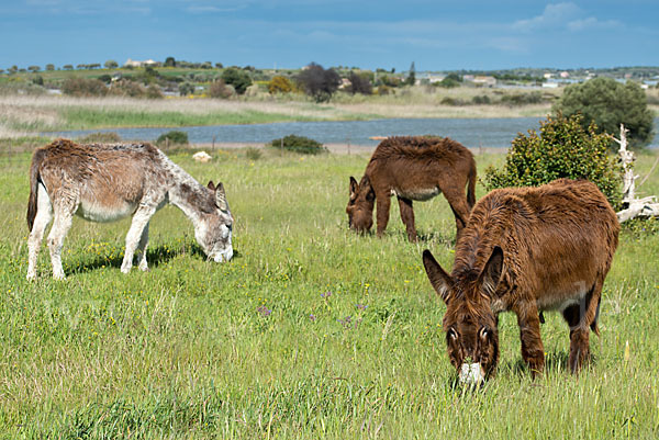 Hausesel (Equus asinus)