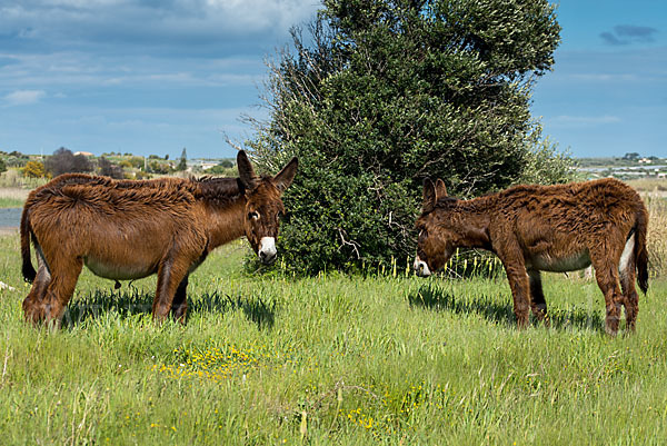 Hausesel (Equus asinus)