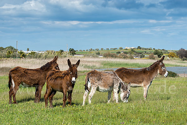 Hausesel (Equus asinus)