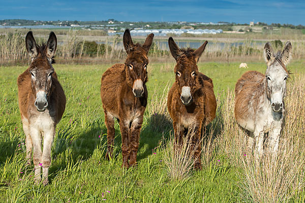 Hausesel (Equus asinus)