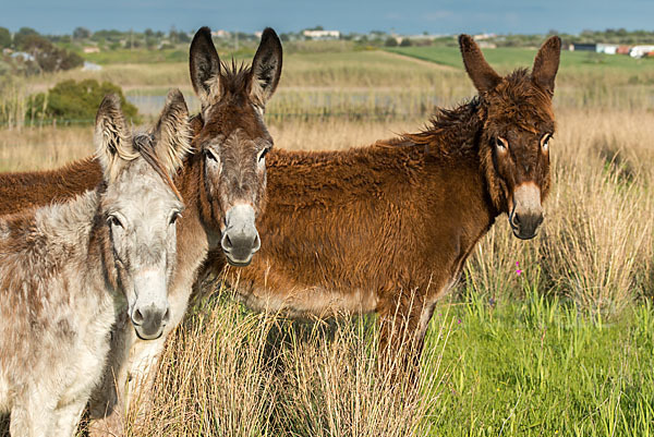 Hausesel (Equus asinus)