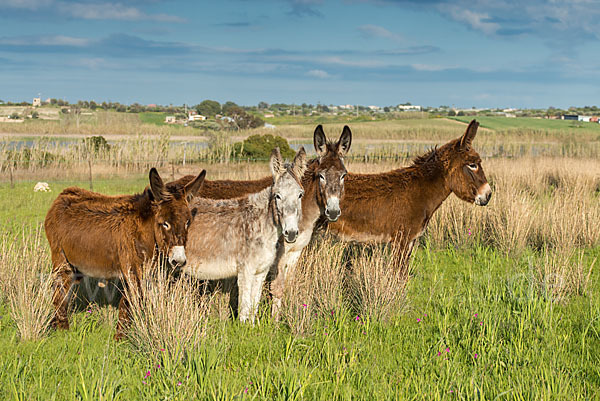 Hausesel (Equus asinus)