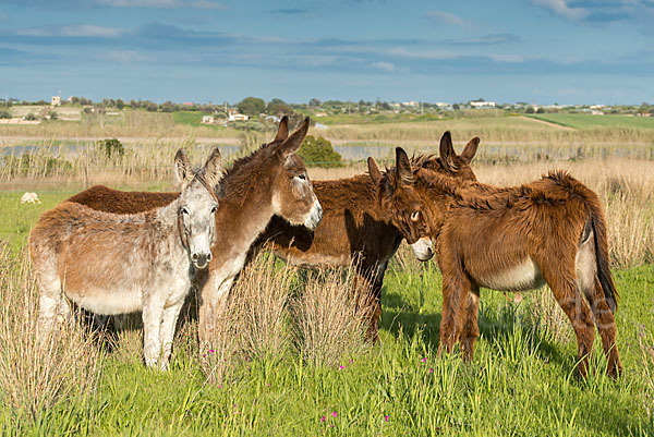 Hausesel (Equus asinus)