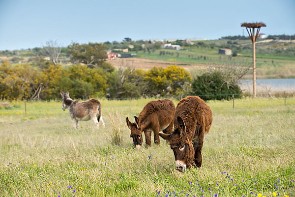 Hausesel (Equus asinus)