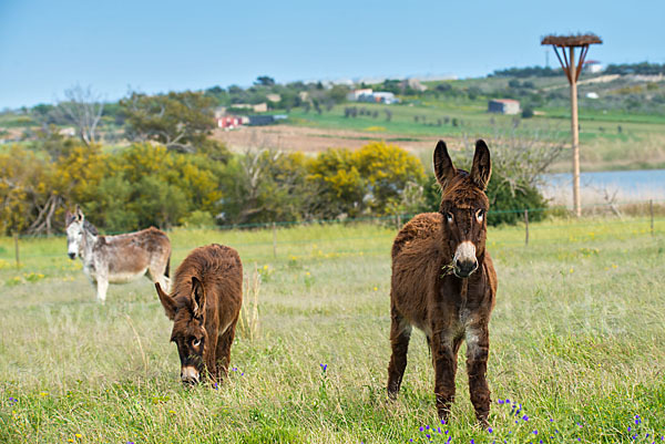 Hausesel (Equus asinus)